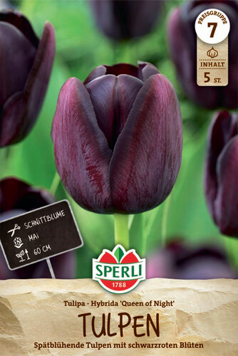 Tulipán 'Queen of Night'
